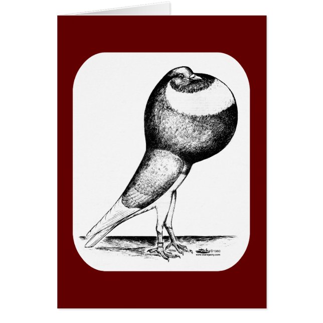 Norwich Cropper Pigeon 1980 OBS Kort (Framsidan)