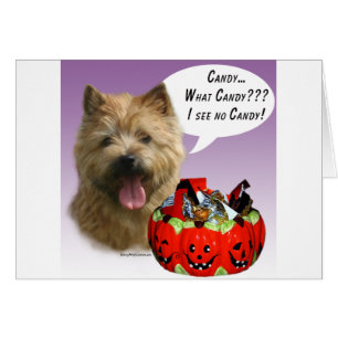 Norwich Terrier Halloween Candy Hälsningskort