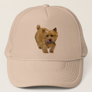 Norwich Terrier Keps