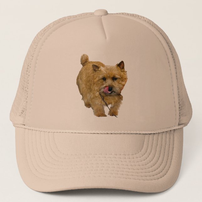 Norwich Terrier Keps (Framsida)