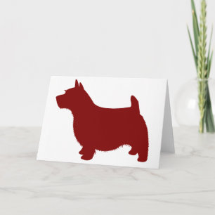 Norwich Terrier Kort