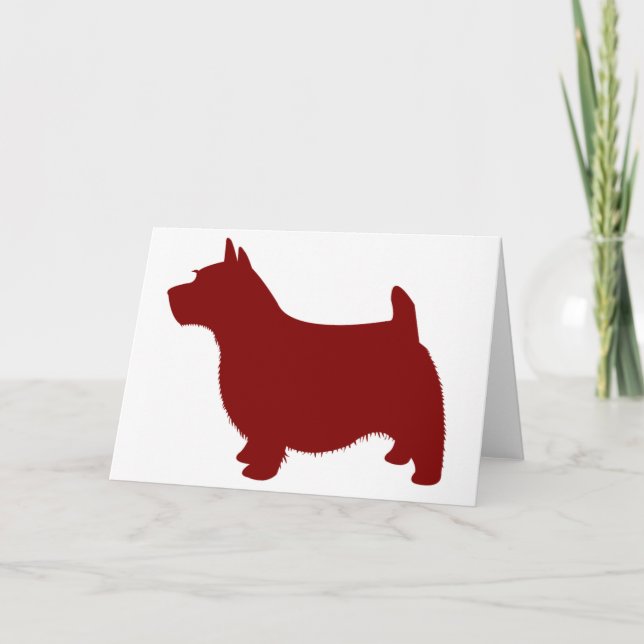 Norwich Terrier Kort (Framsida)