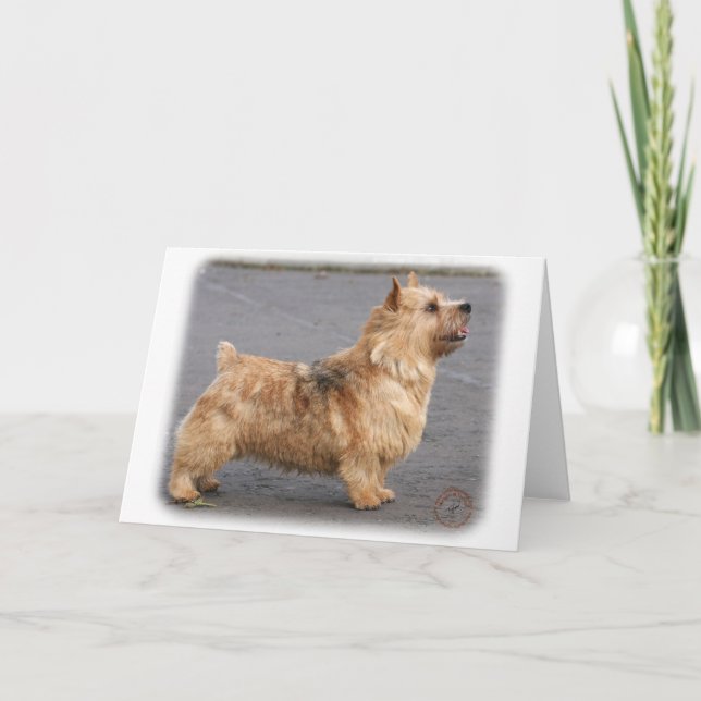 Norwich Terrier Kort (Framsida)