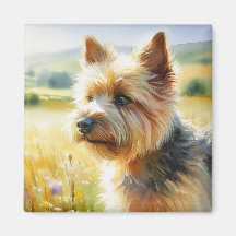 Norwich Terrier