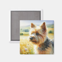 Norwich Terrier
