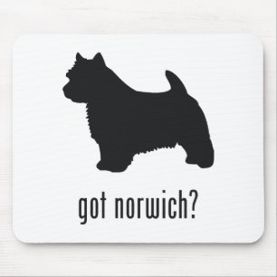 Norwich Terrier Musmatta