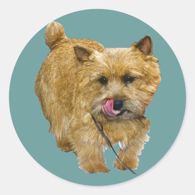 Norwich Terrier Runt Klistermärke (Framsida)