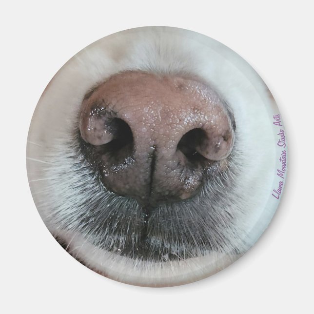 Nose känner till Hund Nose #1 magnet (Framsidan)