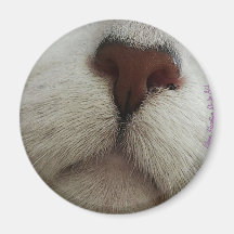 Nose känner till kattnäsa nr 1 magnet