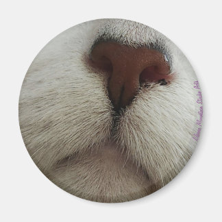 Nose känner till kattnäsa nr 1 magnet