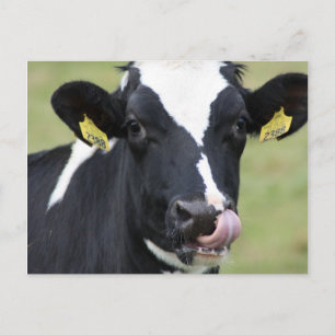 Nose plockholstein ko vykort