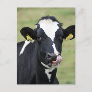 Nose plockholstein ko vykort
