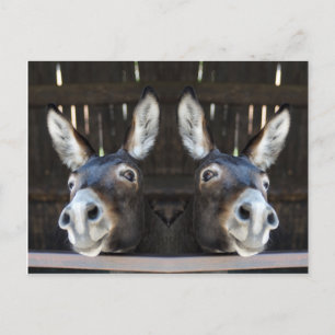 Nosey donkey speglad vykort