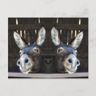 Nosey donkey speglad vykort