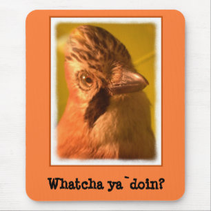 Nosey Jay Bird Musmatta
