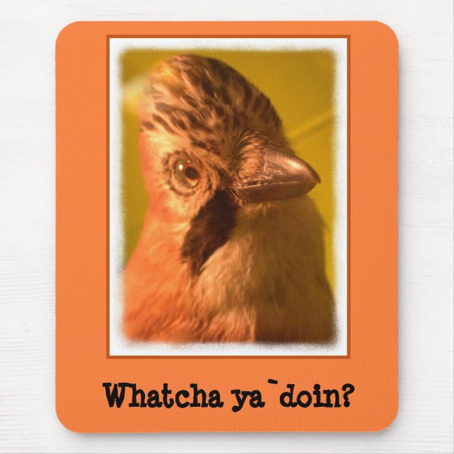 Nosey Jay Bird Musmatta (Framsidan)