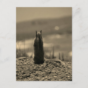 Nosferatu Squirrel Vykort