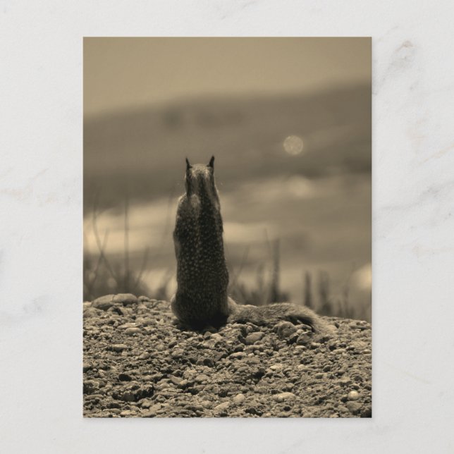 Nosferatu Squirrel Vykort (Framsida)