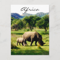 noshörning afrika