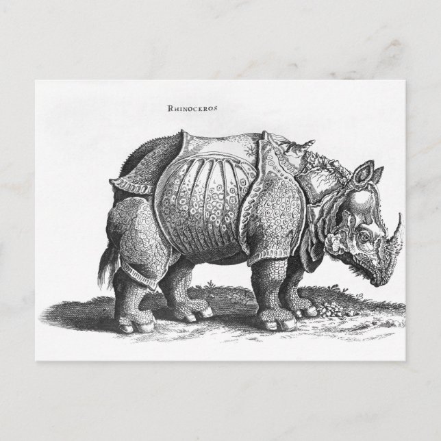 Noshörning från 'Historia Animalium Vykort (Framsida)