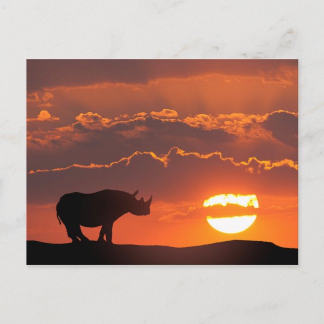 Noshörning vid solnedgång, Masai Mara, Kenya Vykort (Framsida)