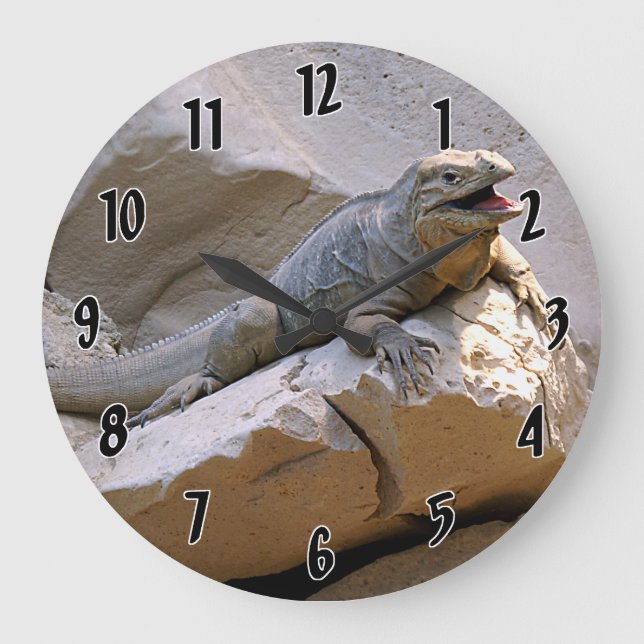 Noshörningleguan Stor Klocka (Framsida)