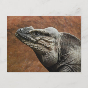 Noshörningleguan Vykort