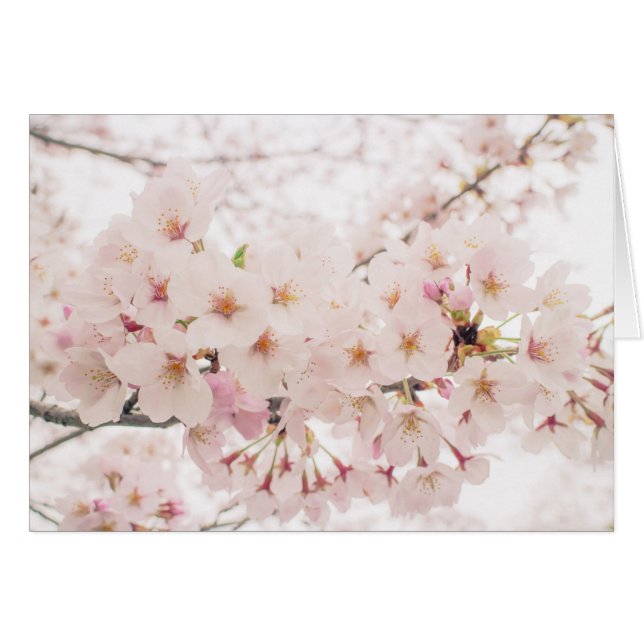 nostalgic sakura hälsningskort (Framsidan Horizontal)