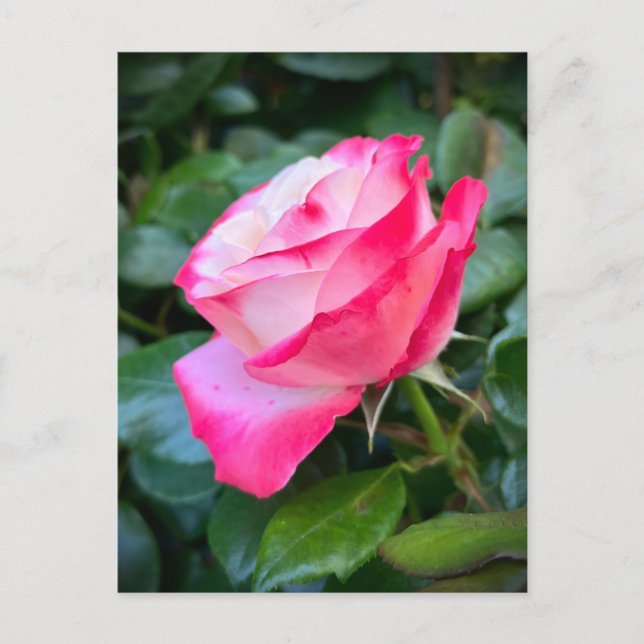 Nostalgie Ro Nostalgia Vykort (Framsida)