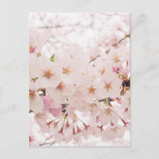 nostalgisakura vykort (Framsida)