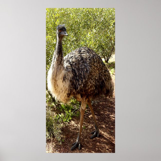 Nosy Emu Poster (Framsidan)