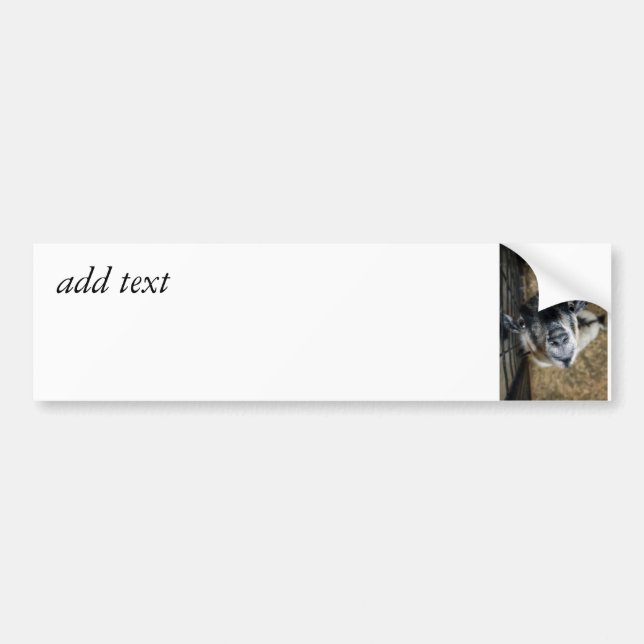Nosy Goat Tittar upp Bildekal (Framsidan)