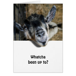 Nosy Goat Tittar upp Hälsningskort