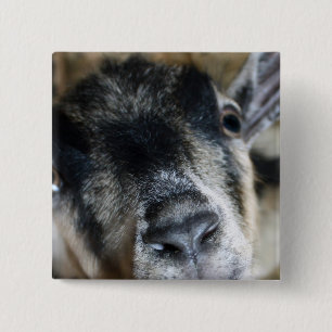 Nosy Goat Tittar upp Knapp