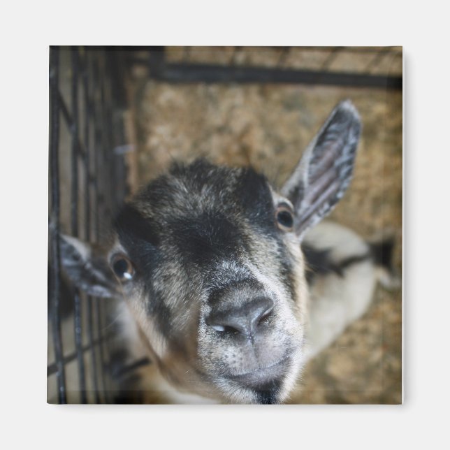 Nosy Goat Tittar upp Magnet (Framsidan)