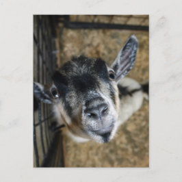 Nosy Goat Tittar upp Vykort