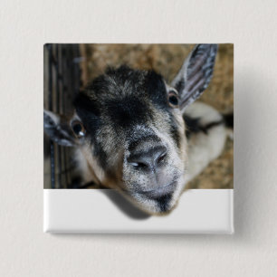Nosy Goat Tittar ut Knapp