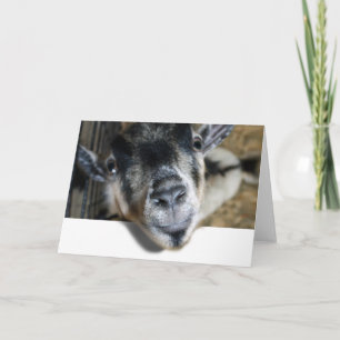 Nosy Goat Tittar ut Kort