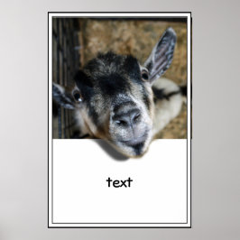 Nosy Goat Tittar ut Poster