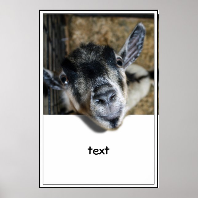 Nosy Goat Tittar ut Poster (Framsidan)