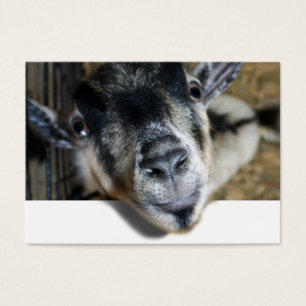 Nosy Goat Tittar ut Visitkort