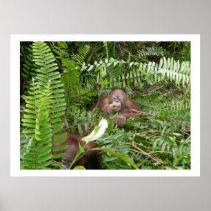 Nosy-grannar i Kalimantan Indonesia Poster