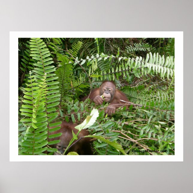 Nosy-grannar i Kalimantan Indonesia Poster (Framsidan)