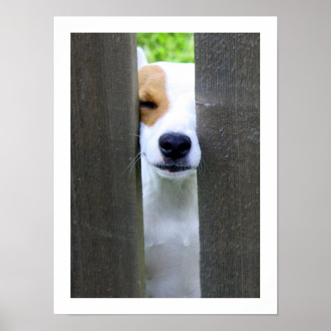 Nosy granne - Jack Russell Terrier Poster (Framsidan)