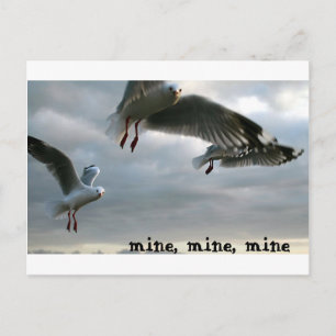 Nosy Gulls Vykort