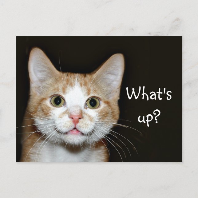 Nosy-katt Vykort (Framsida)