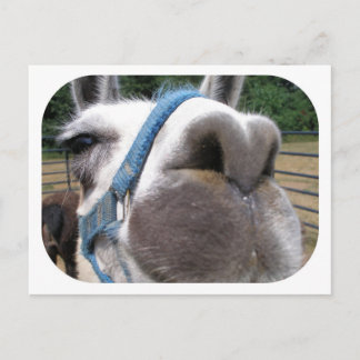 Nosy Llama Vykort