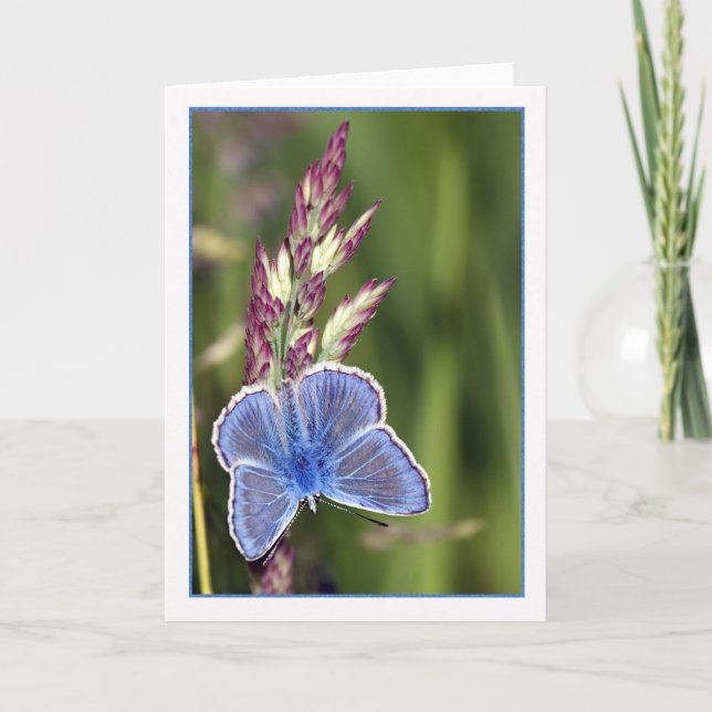 Note Card - Common Blue Male Butterfly - Polyommat Kort (Framsida)
