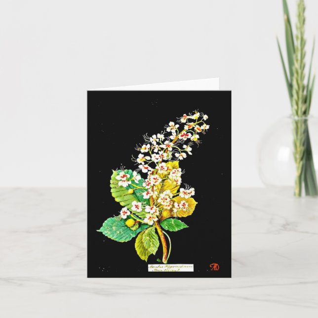 Notecard-Botanical Art-Mary Delany 10 Kort (Framsida)