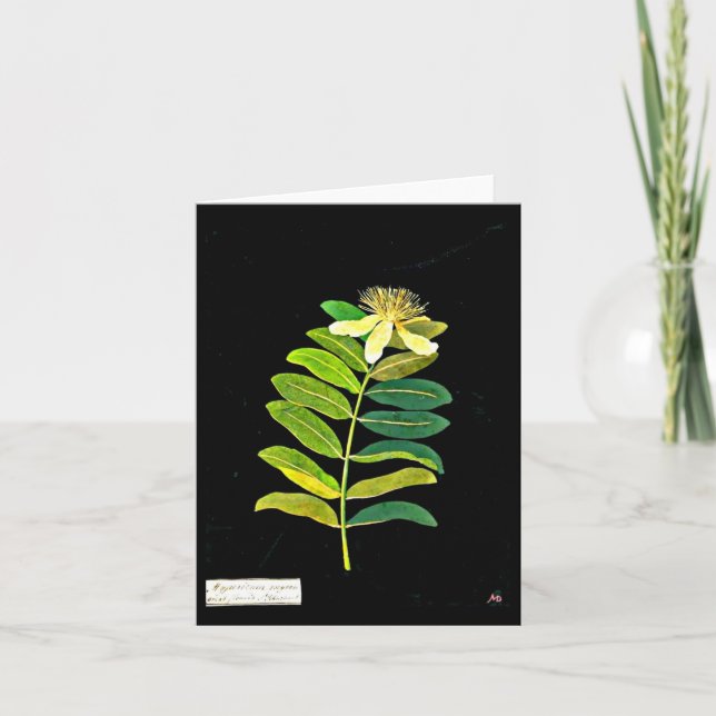 Notecard-Botanical Art-Mary Delany 12 Kort (Framsida)